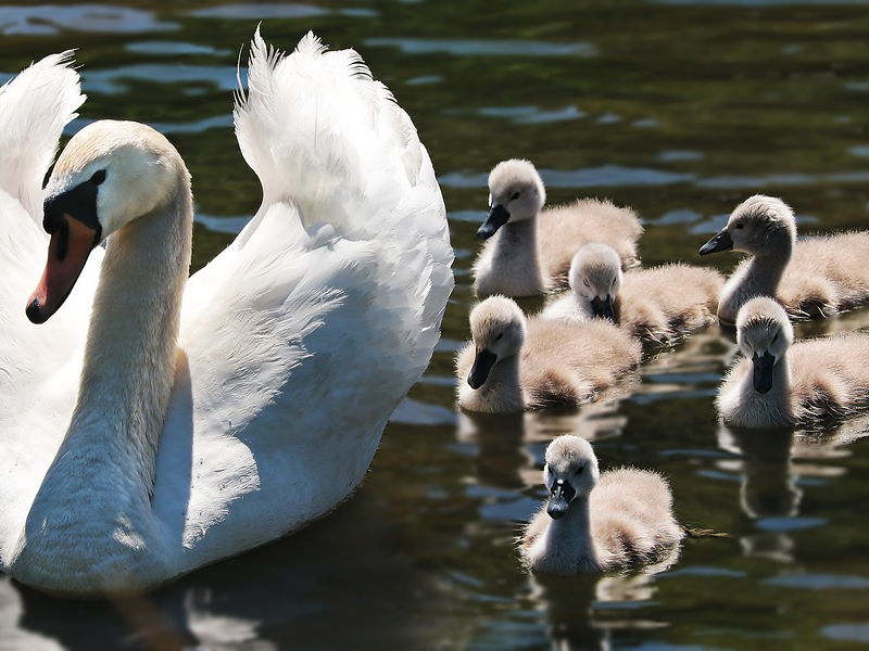 swan swan