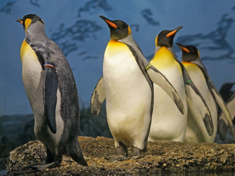 teeming teeming